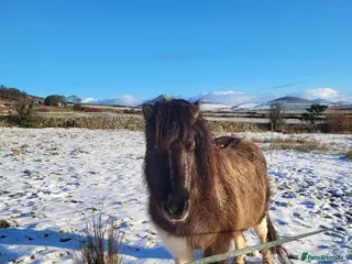 Shetland pony horses Beautiful SPSBS Registered Standard Shetland Mare - Advert 2