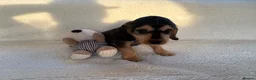Cocker Spaniel dogs for adoption: showtime cocker spaniel puppies in Ipswich - Advert 5