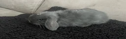 Mini Lop rabbits for sale:  7 weeks old Pure Bred Mini Lops Bunnies For Sale  - Advert 6