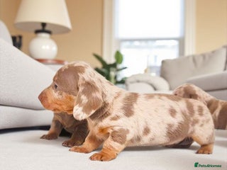 Dachshund dogs - Advert 23