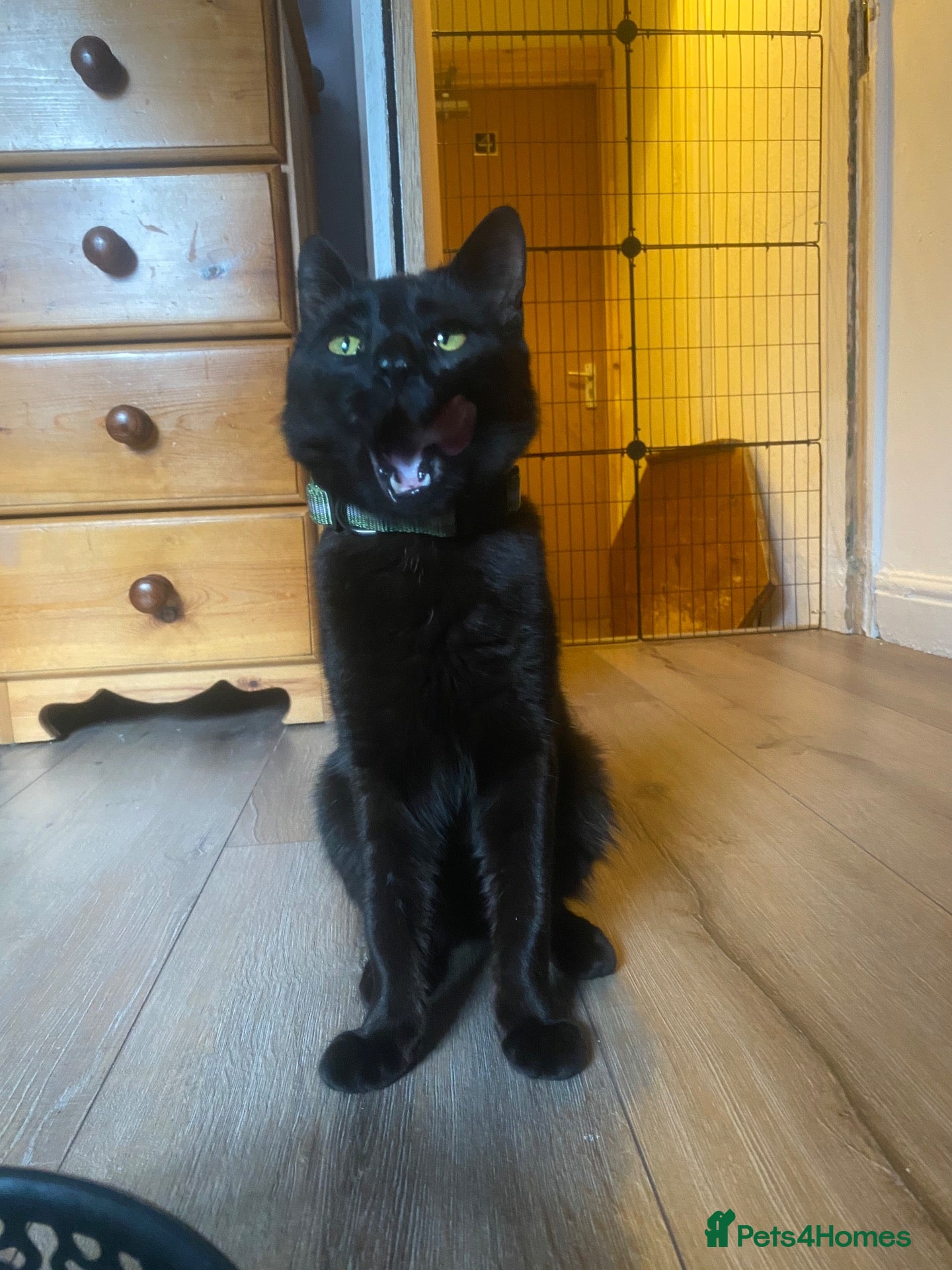 Domestic Shorthair cats 10 month old black boy cat  - Advert 2