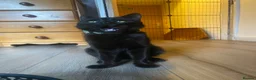 Domestic Shorthair cats for sale: 10 month old black boy cat  in Birmingham - Advert 1