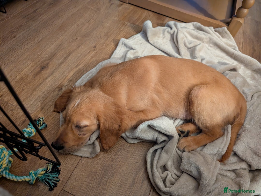 Golden Retriever dogs for sale: Golden Retriever Puppy - Advert 5