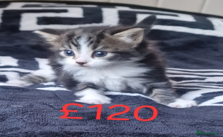 Mixed Breed cats - Advert 2