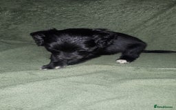 Cockapoo dogs for sale: F2b cockapoo puppies - Image 15