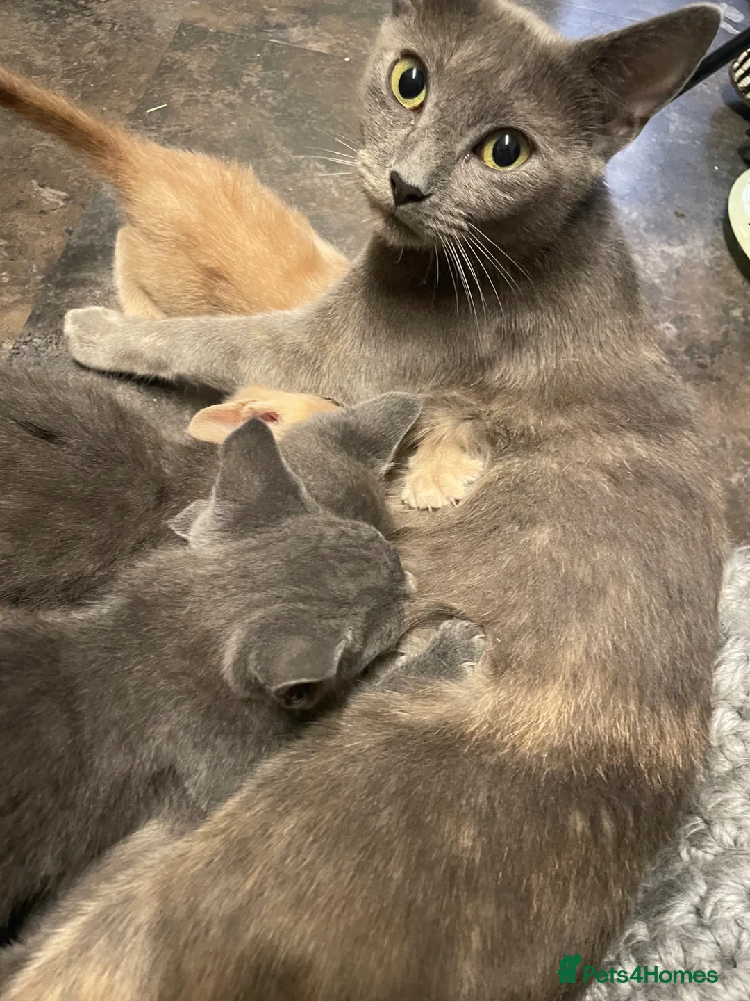 Mixed Breed cats for sale: beautiful grey/cream kittens  - Advert 8