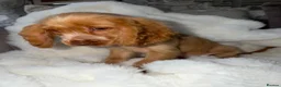 Cocker Spaniel dogs for sale: Show cocker spaniel boy puppies - Advert 8