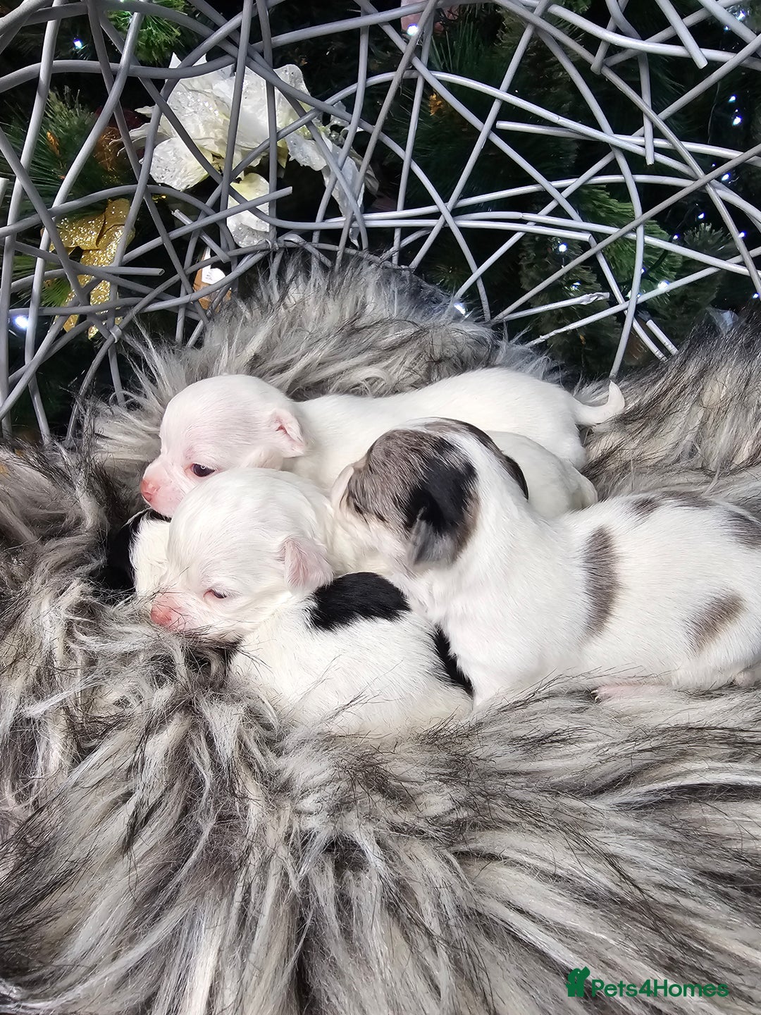 Chihuahua dogs for sale: Russian Chihuahua  - Advert 8