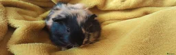 Guinea Pig rodents for sale: Guinea pigs  - Advert 4
