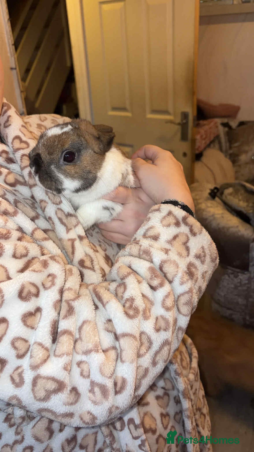 Mixed Breed rabbits for sale: Rabbit for sale - Advert 1