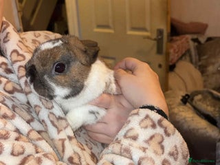 Mixed Breed rabbits Rabbit for sale - Advert 1