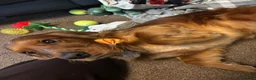 Cocker Spaniel dogs for sale: Ralph in Heywood - Advert 1