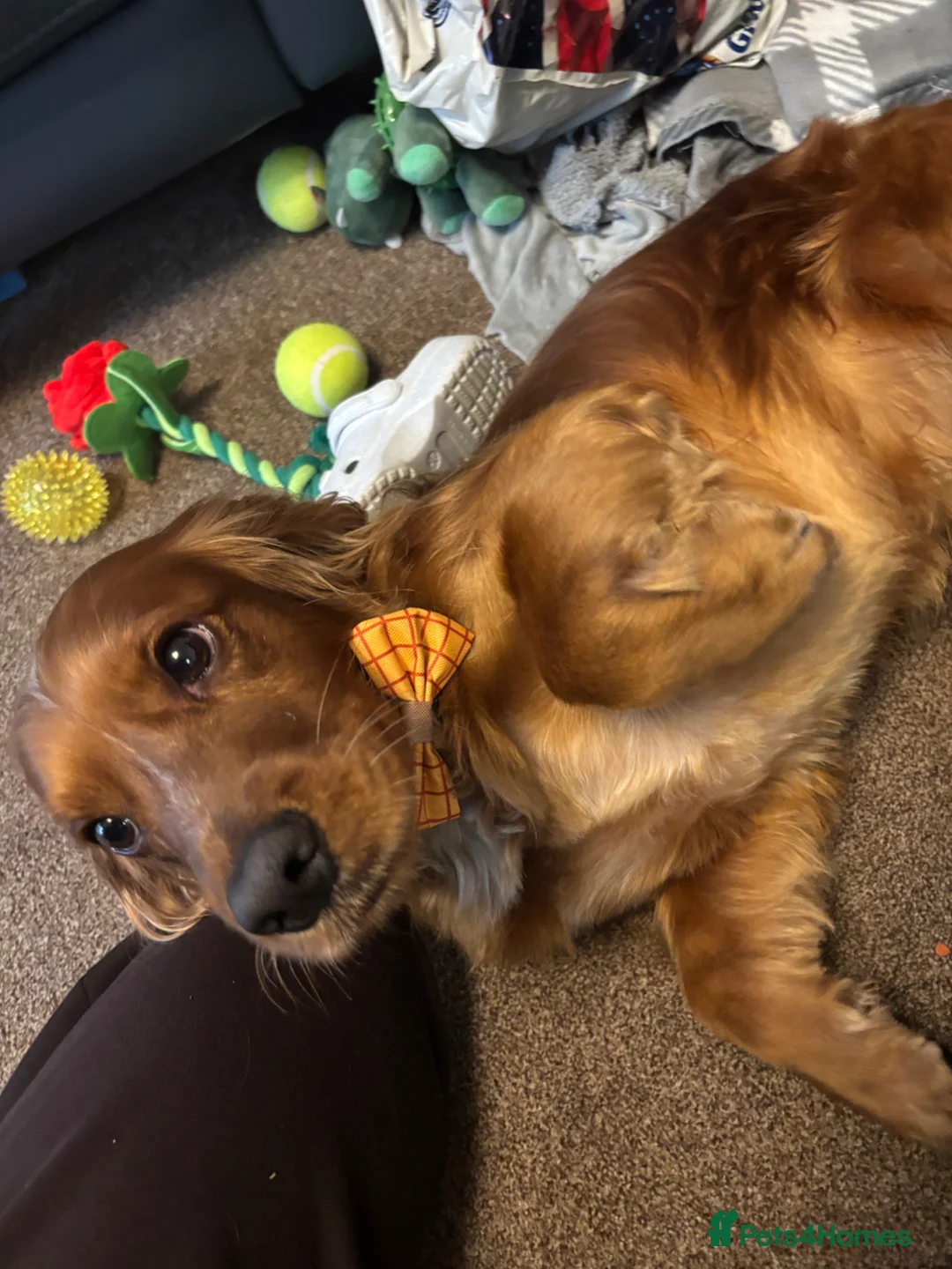 Cocker Spaniel dogs for sale: Ralph in Heywood - Advert 1