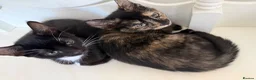 Mixed Breed cats for sale: 6 lovely kittens looking home - 🩷3 girls 🩵3 boys in Sutton-in-Ashfield - Advert 22