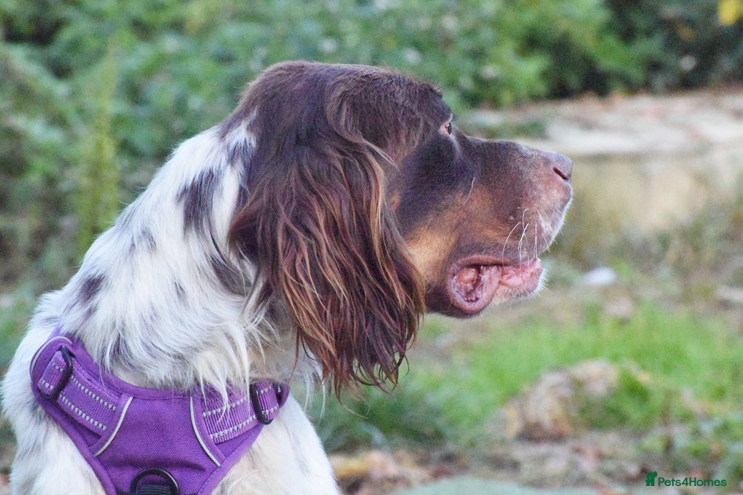 English Setter dogs for adoption: Vito  - Image 12