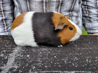 Guinea Pig rodents Pretty female Guinea pigs for sale - Advert 1