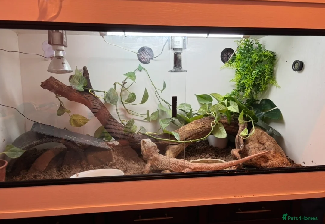 Bearded Dragon reptiles for sale: Male bearded dragon - Advert 6