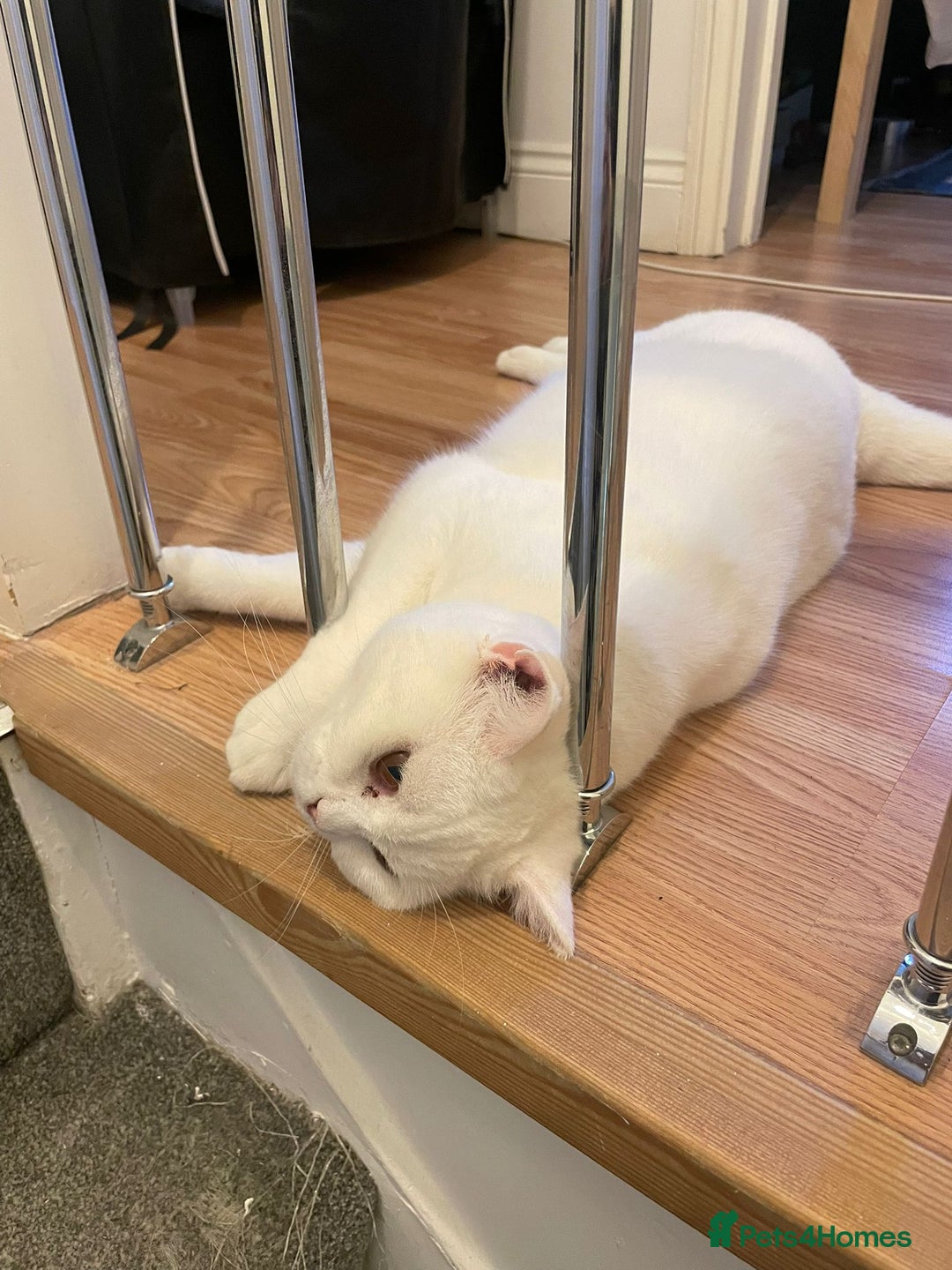 British Shorthair cats for sale: Our Precious Snowy – British Shorthair 💛 - Advert 6