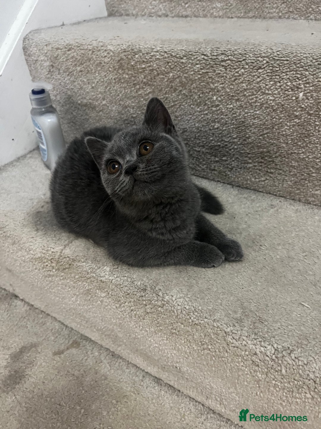British Shorthair cats for sale: Last 2 stunning kittens BSH ready now - Advert 4