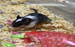 Gerbil rodents for sale: 2 Female Gerbils 10-11 Weeks old - Image 3