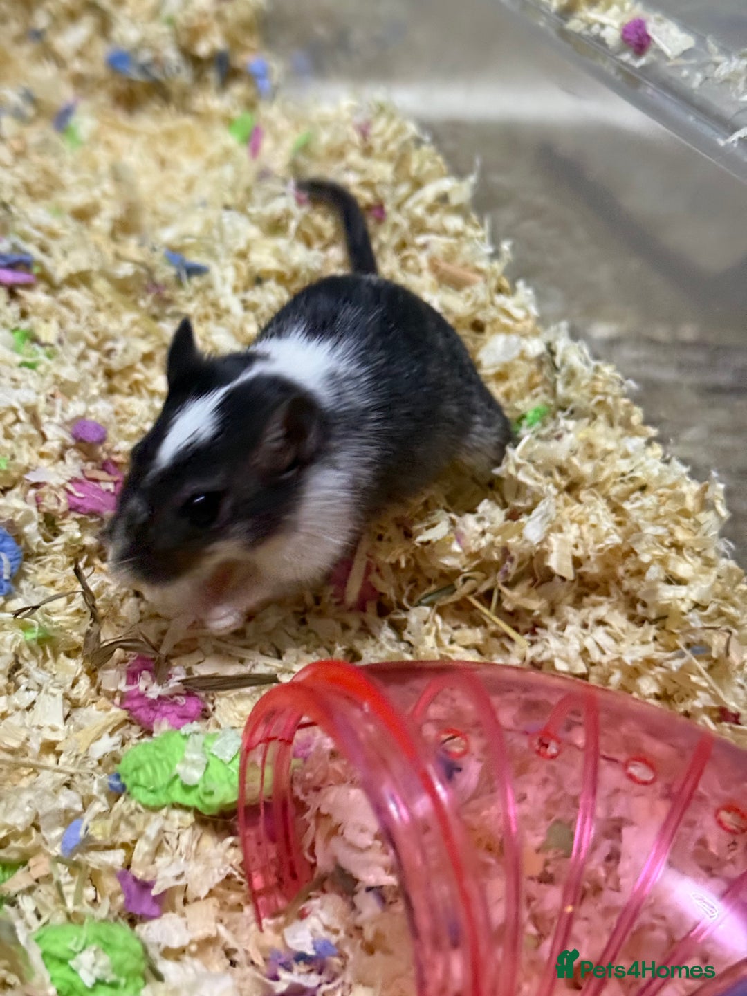 Gerbil rodents for sale: 2 Female Gerbils 10-11 Weeks old - Image 3