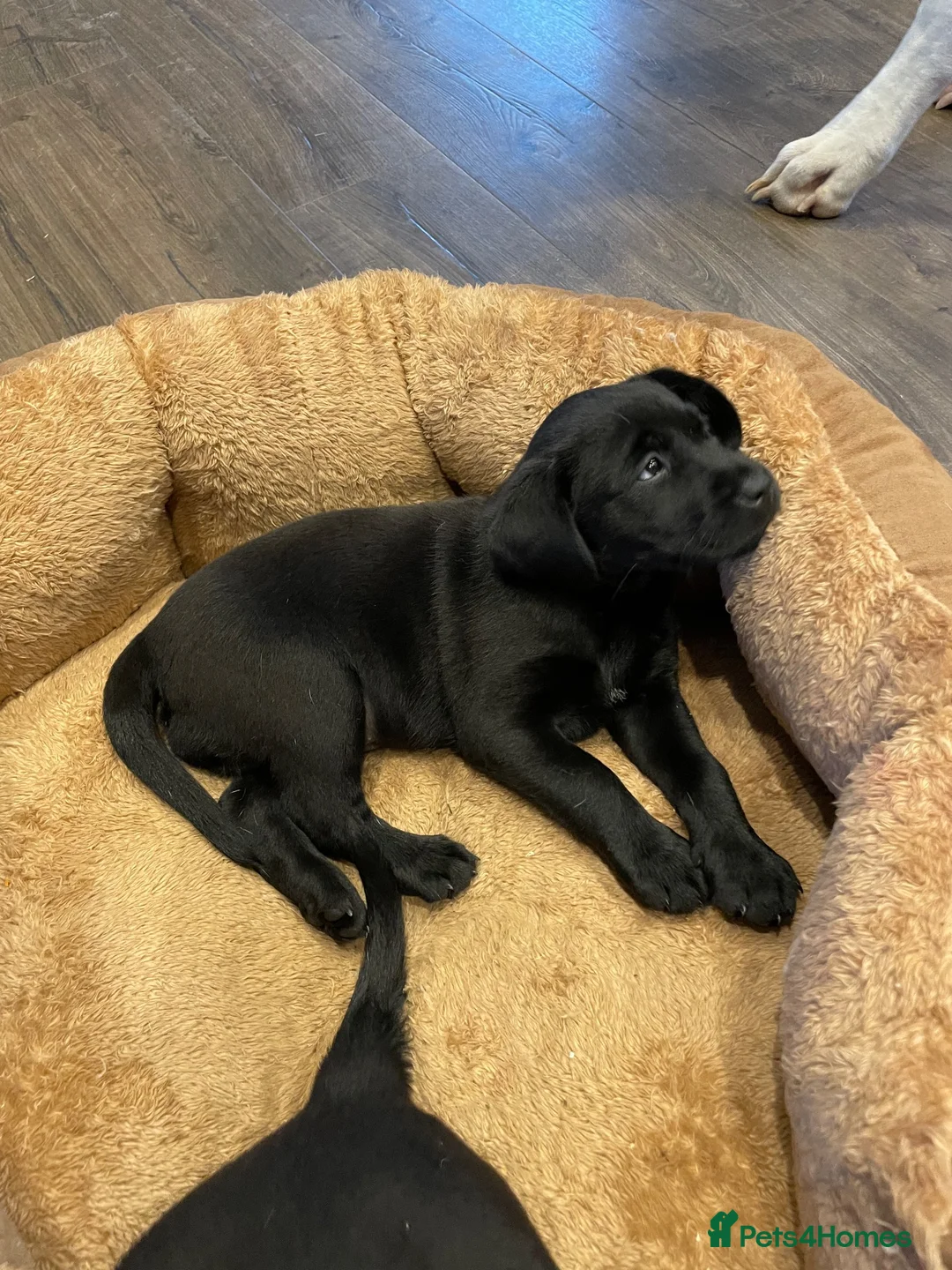 Labrador Retriever dogs for sale: Black Labrador Puppies VERY well socialised  - Advert 7