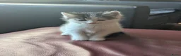 Mixed Breed cats for sale: Three adorable kittens 💕🐈😺 - Advert 7