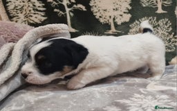 Jack Russell dogs for sale: KC Reg Jack Russell Pups,Parents DNA health tested - Image 24