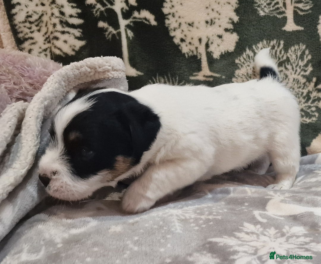 Jack Russell dogs for sale: KC Reg Jack Russell Pups,Parents DNA health tested - Image 24