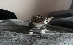 Domestic Shorthair cats for sale: tabby kittens for sale - Image 4