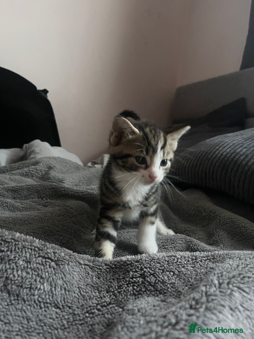 Domestic Shorthair cats for sale: tabby kittens for sale - Image 4
