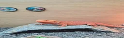 Bearded Dragon reptiles for sale: Bearded dragon orange  in Chester-le-Street - Advert 6