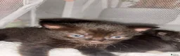 Mixed Breed cats for sale: 4 beautiful kittens  - Advert 5