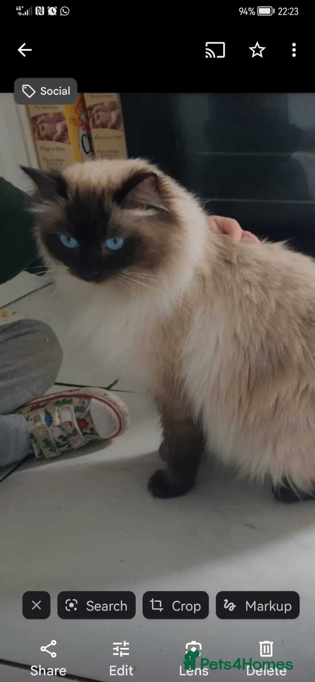 Ragdoll cats for sale: health tested parents pure ragdoll baby's  - Advert 1