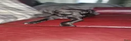 Mixed Breed dogs for sale: Whippet X Lurcher Puppies - Advert 3