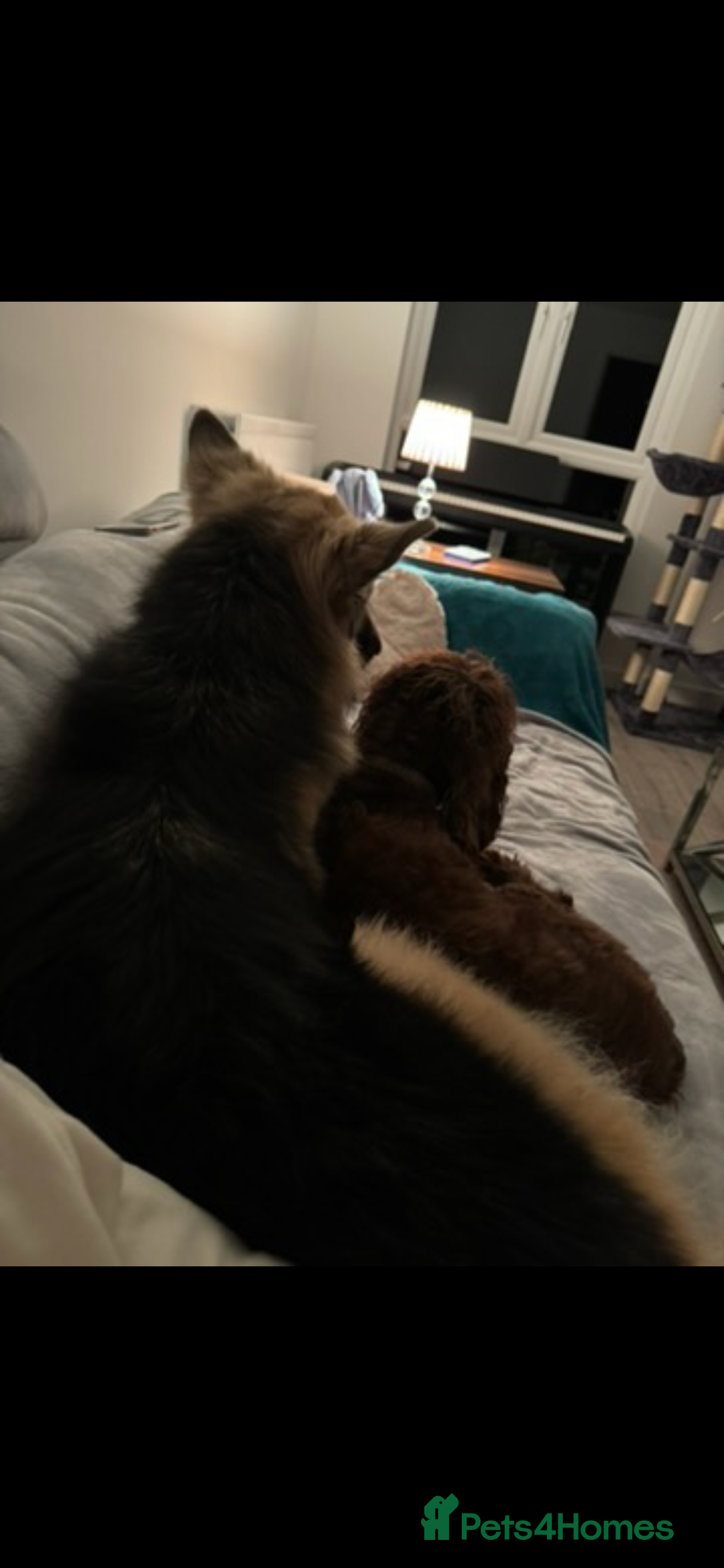 German Shepherd dogs for sale: URGENT home needed for my dogs - Image 20