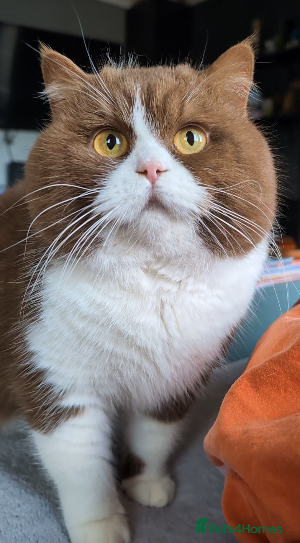 British Shorthair cats BSH Cinnamon Bicolour Champion bloodline For Stud  - Advert 1