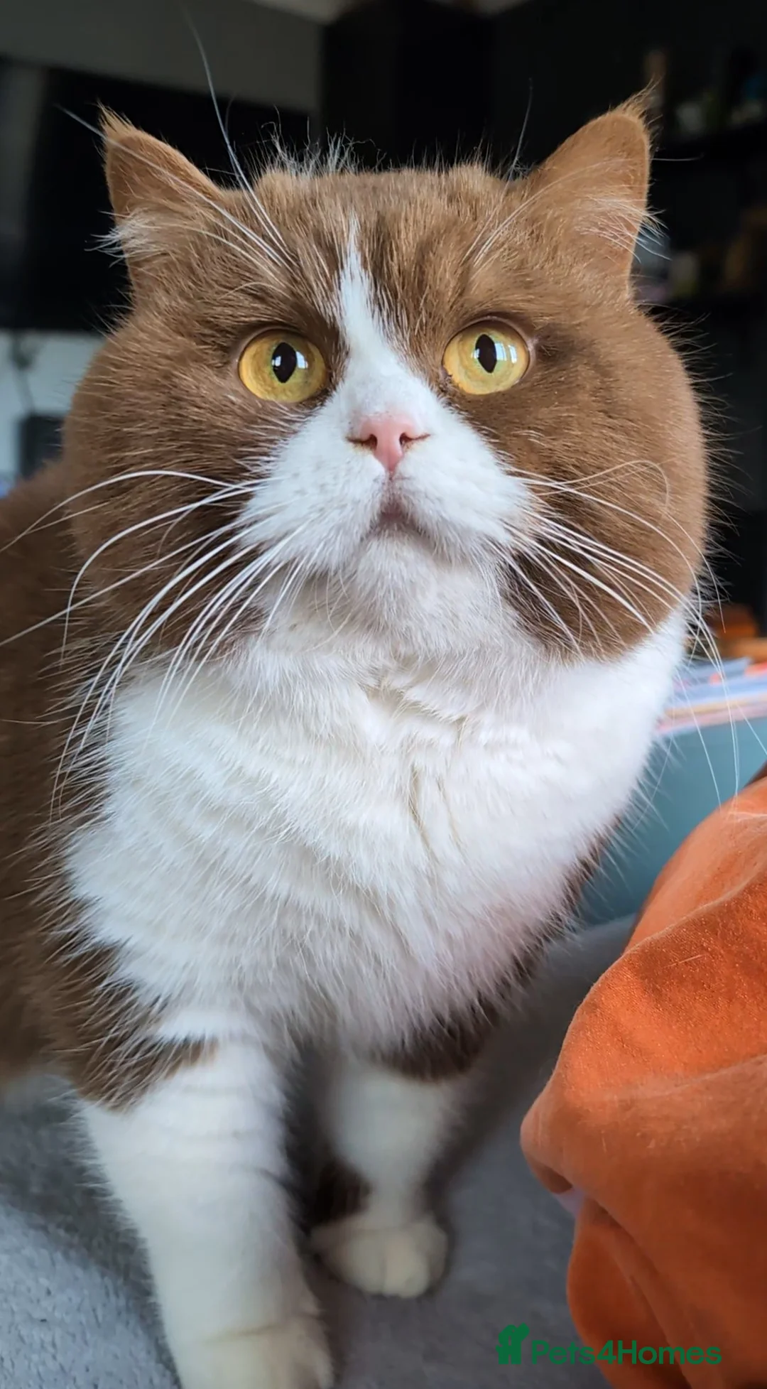 British Shorthair cats for stud: BSH Cinnamon Bicolour Champion bloodline For Stud  in Birmingham - Advert 1