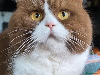 British Shorthair cats BSH Cinnamon Bicolour Champion bloodline For Stud - Advert 1