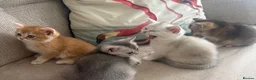 Scottish Fold cats for sale: Scottish fold and straight - Advert 2