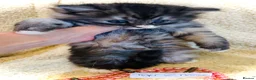 Persian cats for sale: 5 beautiful fluffy Persian crosses.  - Advert 22