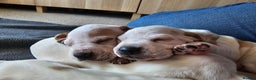 Pointer dogs for sale: Quality Pointer Puppies - Advert 6