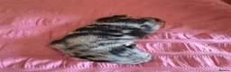 Chihuahua dogs for sale: Rare Tri Merle Chihuahua Girl  - Advert 3