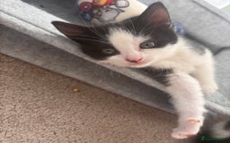 Mixed Breed cats for sale: 2 lovely half bengal girls ready now! - Image 11