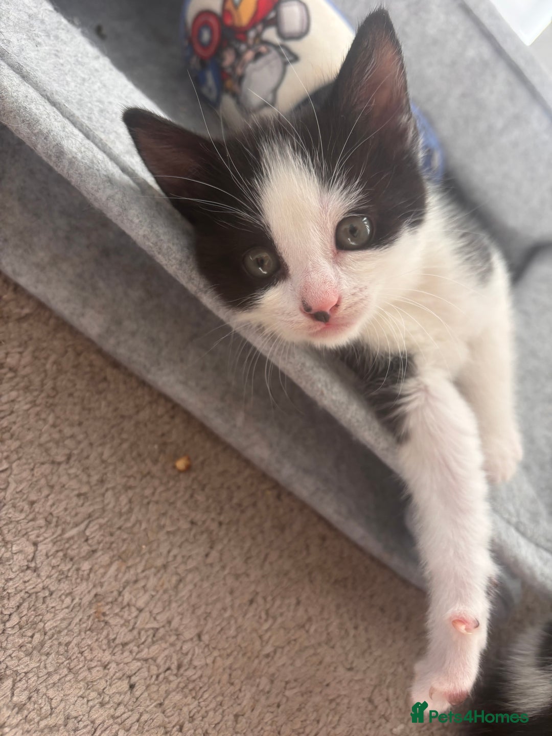 Mixed Breed cats for sale: 2 lovely half bengal girls ready now! - Image 11