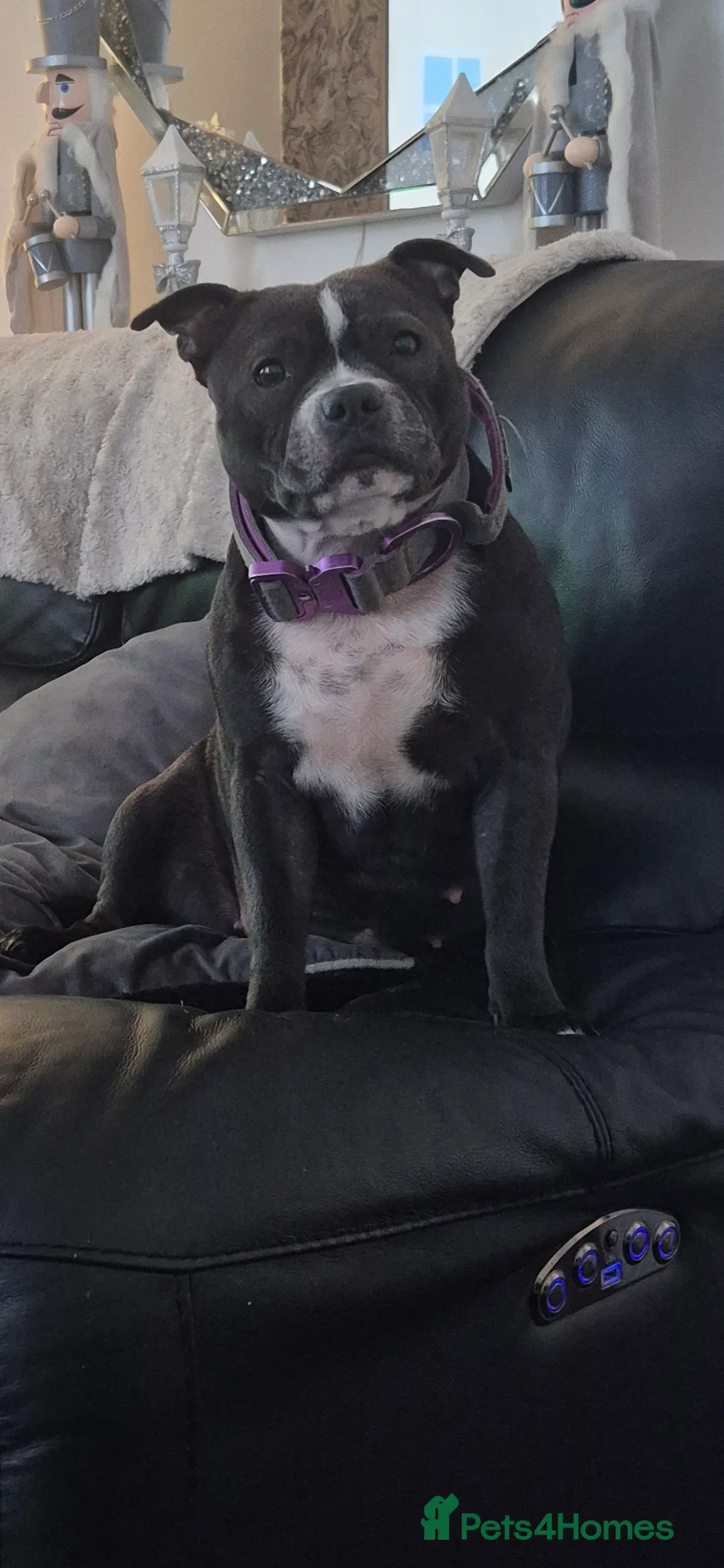 Staffordshire Bull Terrier dogs for sale: Blue Staffordshire Bull Terrier puppies  - Advert 2