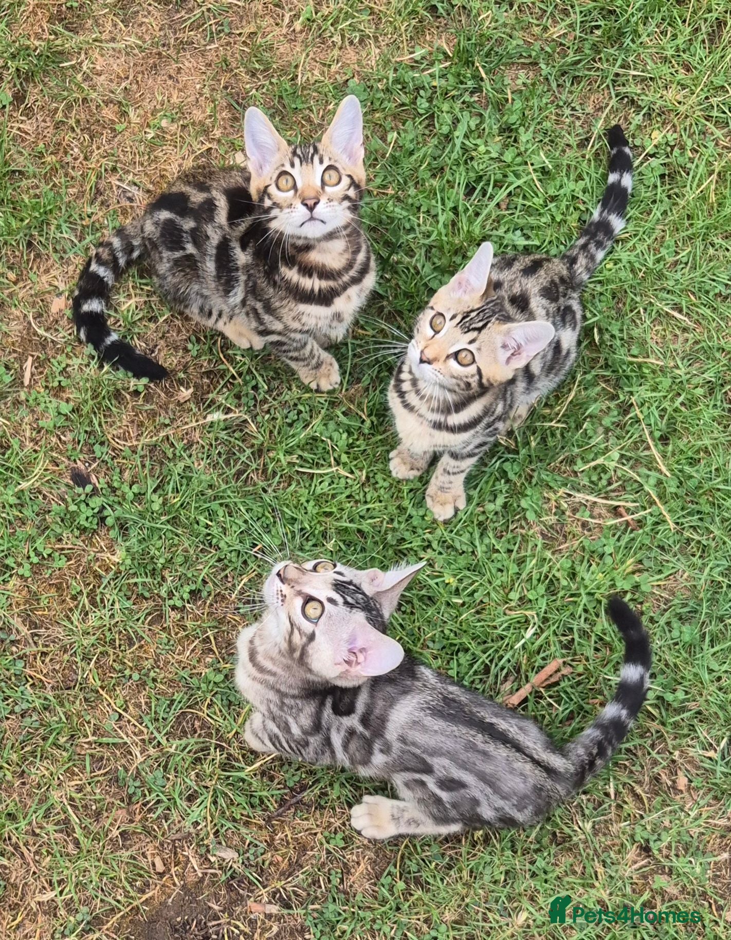 Bengal cats Adorable TICA Bengal Kittens ready now 🐱♥️ - Advert 2