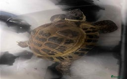 Tortoise reptiles for sale: Female Horsefield tortoise  - Advert 3