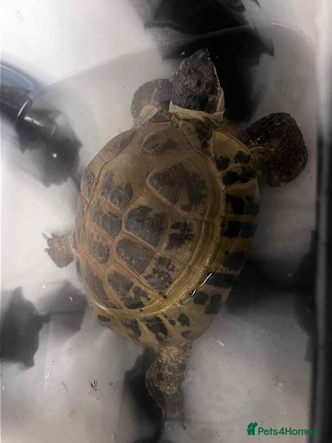 Tortoise reptiles for sale: Female Horsefield tortoise  - Advert 3
