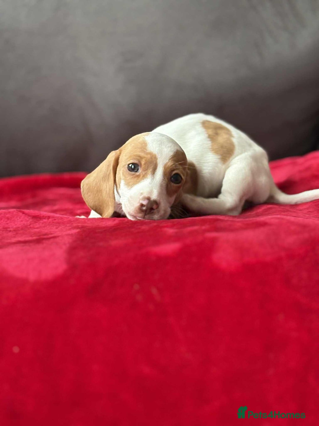 Miniature Dachshund dogs for sale: Beautiful miniature dachshund  - Image 9